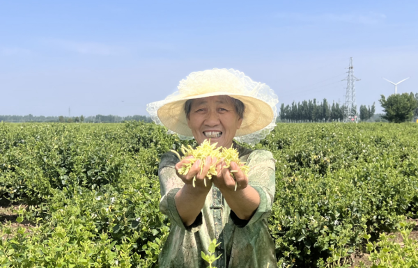 成都赚配网 连花清瘟的“花”是什么花？以岭药业3100亩金银花开出富民良方